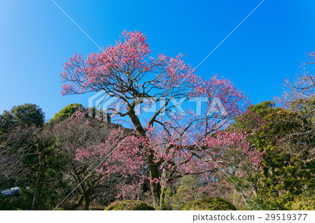 Red plum blossoms and blue sky Red plum blossoms and blue sky 29519377