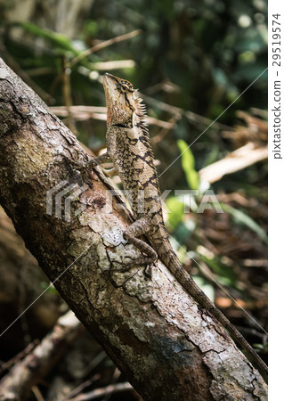 lizard perched on a branch That Camouflage 29519574