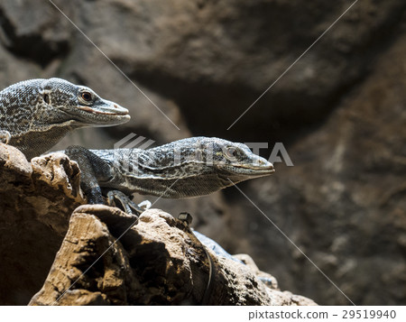 Looking at something Ao Hoso Lizard 29519940