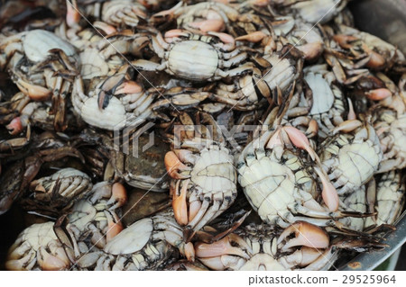salted crab for cooking in the market. 29525964