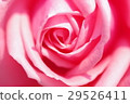 Rose   29526411
