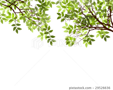 New green leaves Sunlight ecology young leaves 29526636