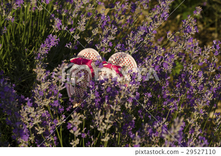Baby shoes in lavender field 29527110