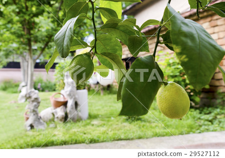 Backyard and two lemons in a pot Backyard and two lemons in a pot 29527112