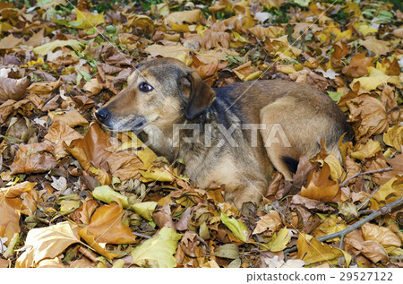 Abandoned dog  in the autumn leaves in a park 29527122