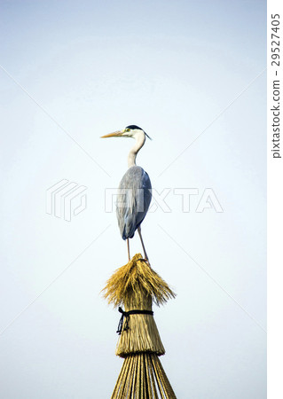 Ao soup stopping at the object of straw 29527405