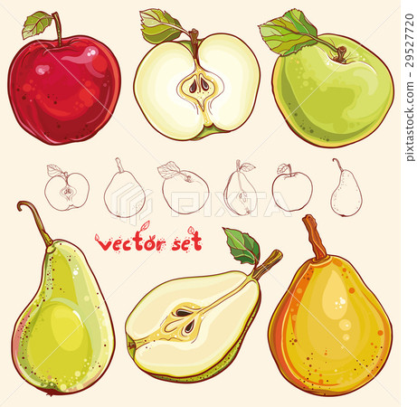 Vector set with fresh apples and pears Vector set with fresh apples and pears 29527720