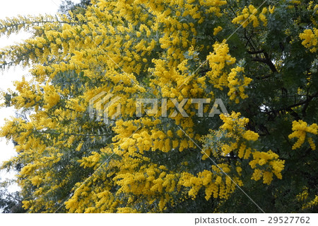 Ginyakashiya 03 Ginyakashiya 03 29527762