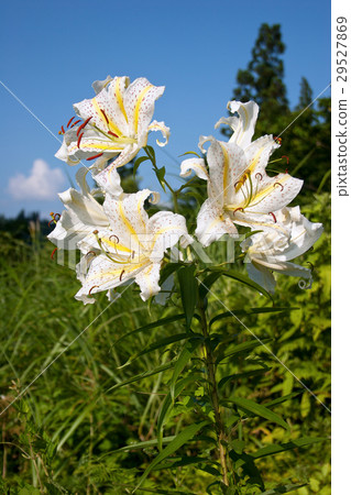Flower of Yamama lily shining in the blue sky Tadami cho 29527869