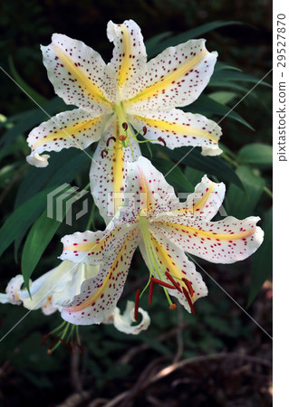 Yamayuri Tadami-cho的開花 29527870