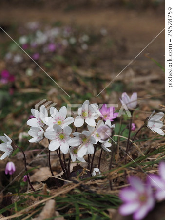 雪种族 雪种族 29528759