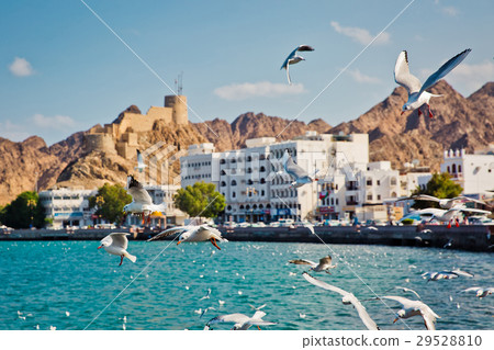 Seagulls flying in the sky 29528810