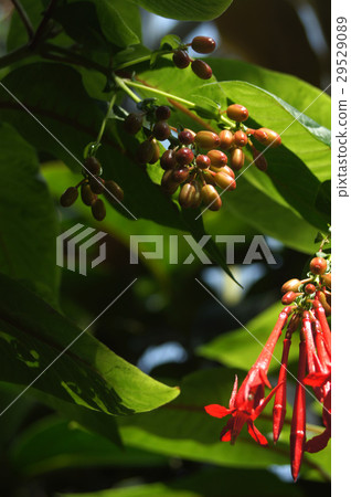 Fuchsia Boliviana 29529089