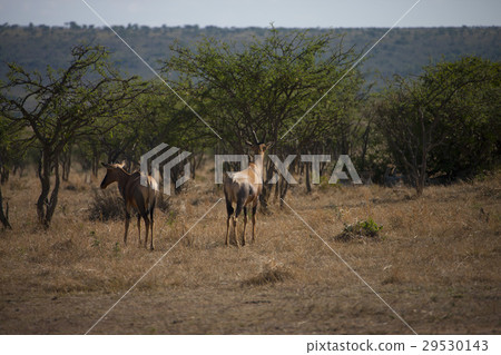 hartebeest hartebeest 29530143