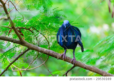 Caloenas Nicobarica Bird. 29530169