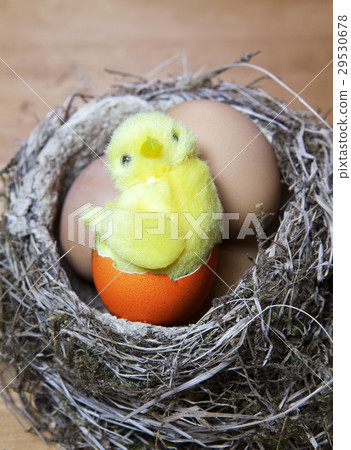 toy chicken sits in a  nest on Easter eggs 29530678