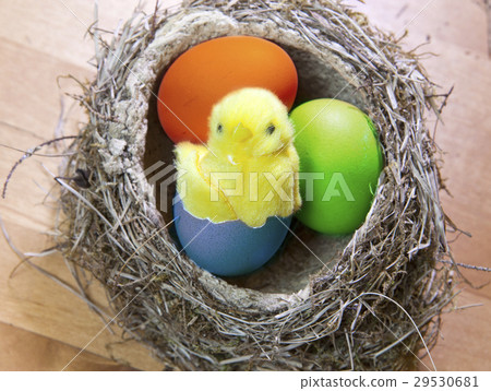 Toy chicken in a shell of bright Easter egg in a n Toy chicken in a shell of bright Easter egg in a n 29530681