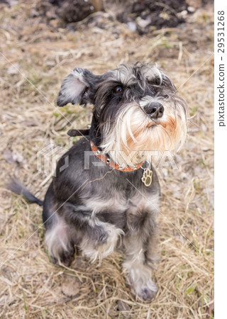 Miniature schnauzer dog sitting on the dry grass 29531268
