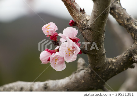 玫瑰花 玫瑰花 29531391