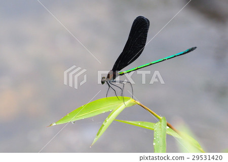 Hagorotorbo (male) 29531420