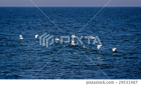 Cattle egret (Bubulcus ibis) group 29531487