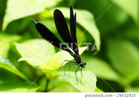 Hagorotorbo (male / predator) Hagorotorbo (male / predator) 29532915