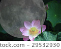 蓮花在滿月 29532930