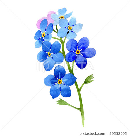 Wildflower myosotis arvensis flower in a 29532995