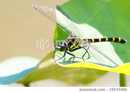 Koniyamma(女) Koniyamma(女) 29533066