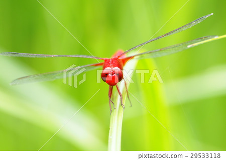 Shoujo dragonfly (male) Shoujo dragonfly (male) 29533118