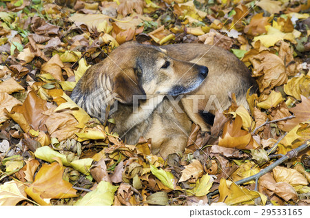 Homeless dog nestles in the autumn park 29533165