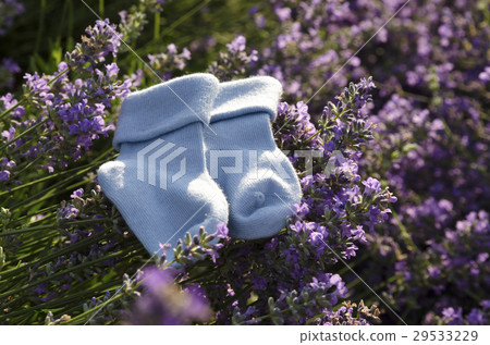 Lavender field with baby blue socks Lavender field with baby blue socks 29533229