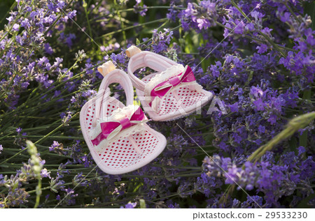 Lavender field with baby girl shoes on a stem Lavender field with baby girl shoes on a stem 29533230