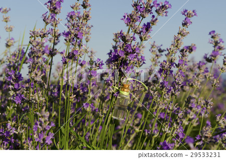 Lavender oil in a stem in the field 29533231