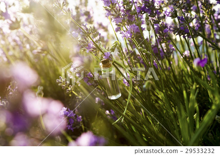 Lavender essential oil in the field 29533232