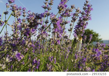 Lavender stem with oil 29533233