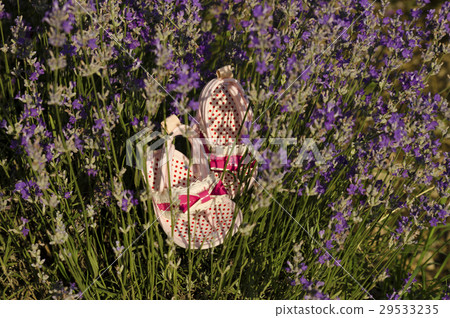 Lavender stems and baby girl shoes 29533235