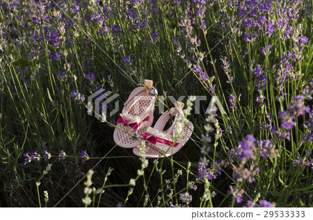 Lavender stems with baby girl shoes 29533333