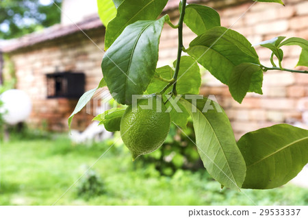 One green lemon in a backyard 29533337