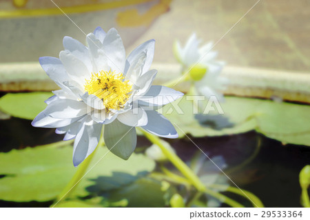 Beautiful white waterlily with clipping path. Beautiful white waterlily with clipping path. 29533364