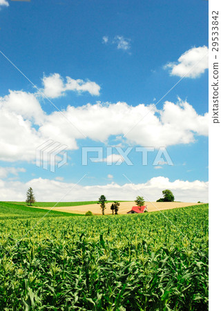 美瑛的紅色屋頂 29533842