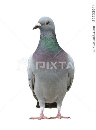 pigeon bird isolate white  29533944