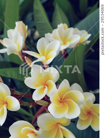 white frangipani tropical flower, plumeria flower white frangipani tropical flower, plumeria flower 29534069