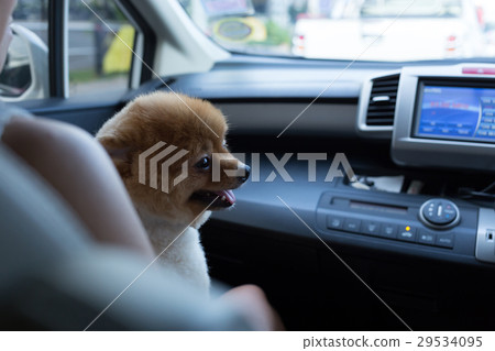 pomeranian puppy dog smiling happy sitting in car pomeranian puppy dog smiling happy sitting in car 29534095