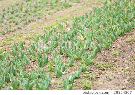 早春花床 早春花床 29534867