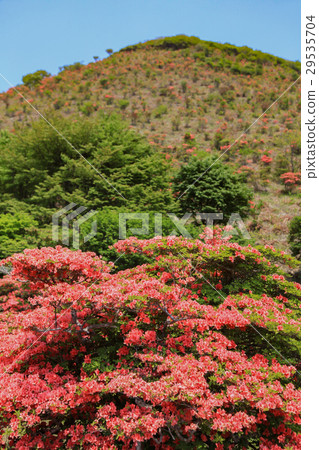 Ezumi Azalea of Ezan Azalea Park 29535704