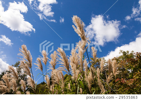 Autumn sky satoyama landscape 29535863