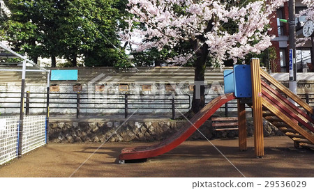 Sakura Spring Park in Setagaya Ward 29536029