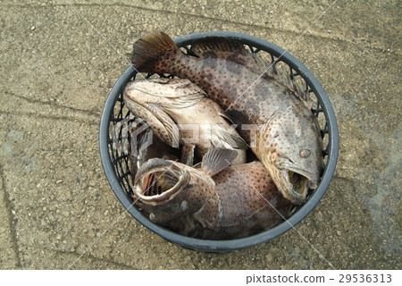 魚,漁業,養殖,海鮮,石班 29536313