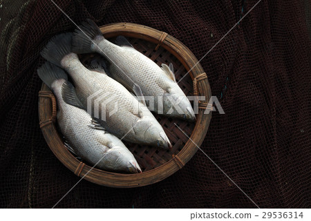 魚,漁業,養殖,海鮮 29536314